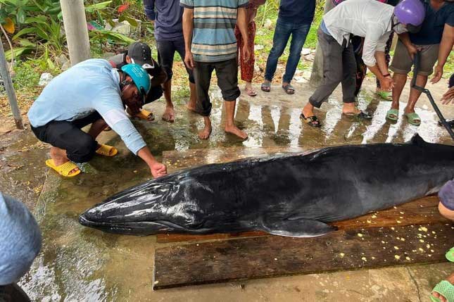 Cá ông nặng 300kg dạt vào bờ biển Trà Vinh