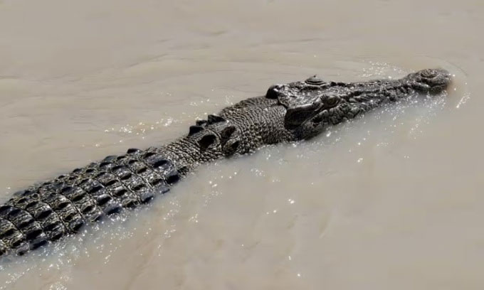 Cá sấu 4m nhảy lên thuyền tấn công ngư dân