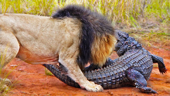 Cá sấu bị đàn sư tử bao vây tấn công và cái kết khó ngờ