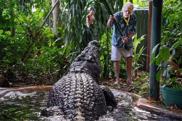 Cá sấu Cassius lớn nhất thế giới vừa qua đời ở Australia