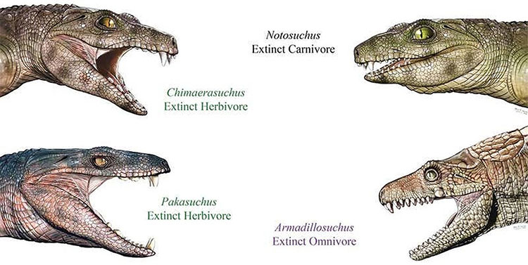 Cá sấu cổ đại là động vật ăn chay