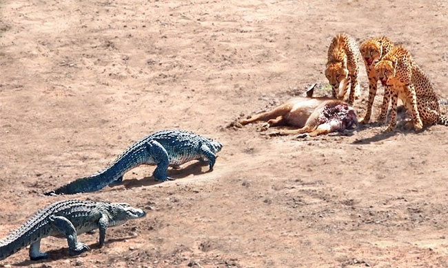 Cá sấu đuổi báo săn để chiếm xác linh dương