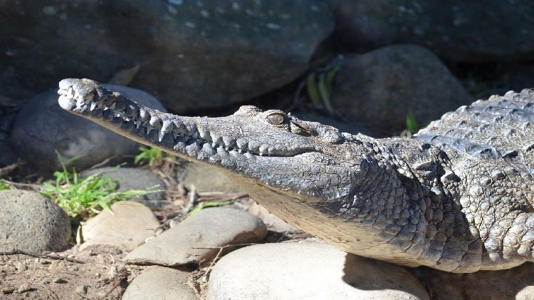 Cá sấu hé lộ điều kiện khí hậu Trái đất hàng triệu năm trước