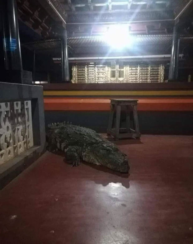 Cá sấu khổng lồ 70 năm nương nhờ cửa Phật, chỉ thích ăn cơm trắng với đồ chay