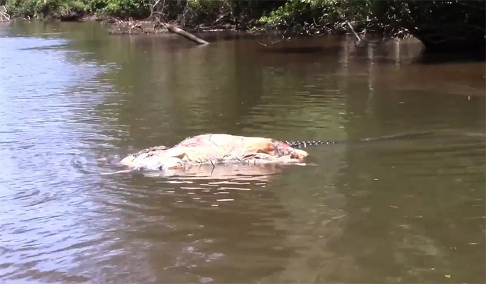 Cá sấu khổng lồ 70 tuổi kéo xác bò trên sông