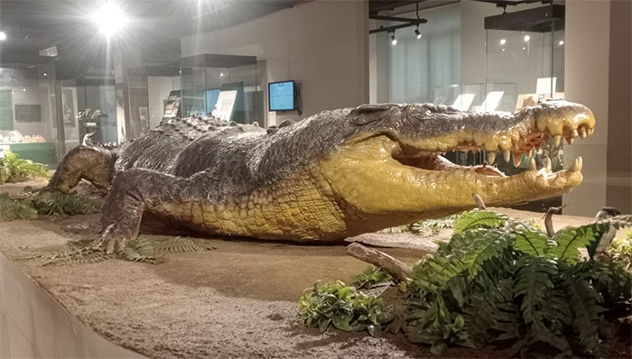 Cá sấu nước mặn là loài cá sấu lớn nhất và có vết cắn mạnh nhất trên Trái đất