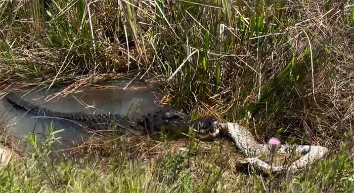 Cá sấu quăng quật trước khi ăn thịt trăn Miến Điện