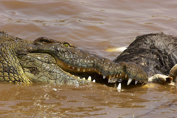 Cá sấu sông Nin trình diễn độc chiêu vặn hàm, xé toang con mồi
