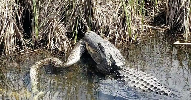 Cá sấu tha xác trăn Miến Điện trên kênh đào