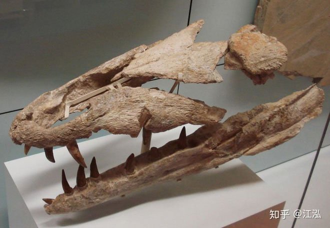 Cá sấu tiền sử dưới đại dương chỉ cần một cú đớp cũng có thể làm thủng bụng ngư long