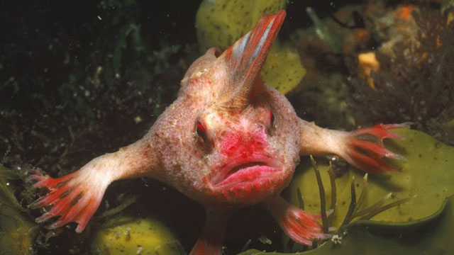Cá tay đỏ: Loài cá hiếm nhất thế giới với bàn tay độc đáo đang đối mặt với nguy cơ tuyệt chủng