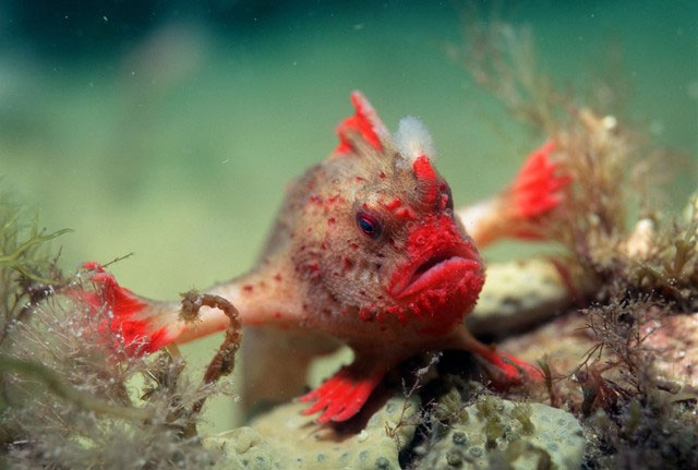 Cá tay đỏ: Loài cá hiếm nhất thế giới với bàn tay độc đáo đang đối mặt với nguy cơ tuyệt chủng