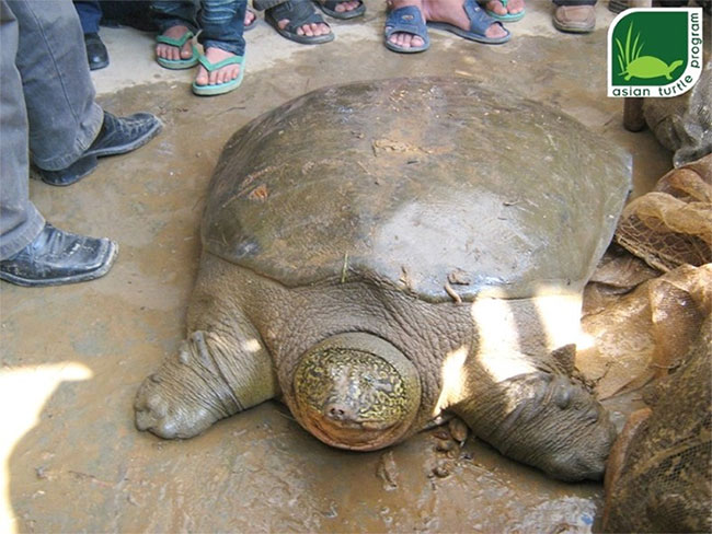 Cá thể rùa Hoàn Kiếm ở Đồng Mô đã qua đời
