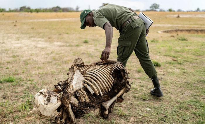 Cả trăm con voi chết khô do hạn hán nghiêm trọng tại Zimbabwe