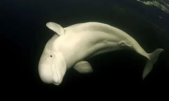 Cá voi beluga thiếu cân trên sông Seine thành tâm điểm chú ý ở Pháp