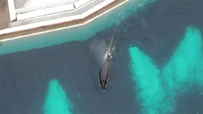 Cá voi cô đơn nhất thế giới chết sau 12 năm giam cầm