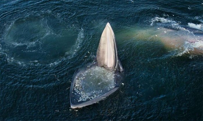 Cá voi há miệng chờ con mồi tự nộp mạng