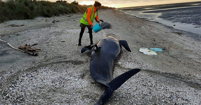 Cá voi hoa tiêu chết hàng loạt trên đảo New Zealand