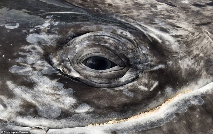 Cá voi khổng lồ qua ống kính của thợ lặn hải quân Hoàng gia Anh