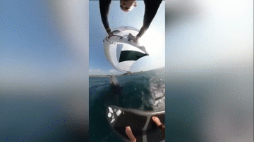 Cá voi lưng gù bay khỏi mặt nước, hạ gục vận động viên lướt ván