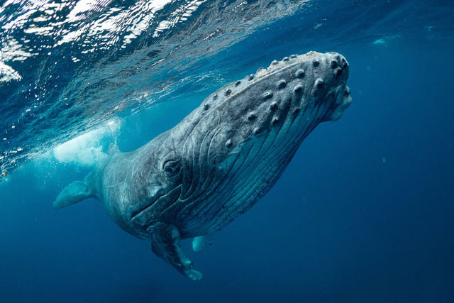 Cá voi lưng gù biết học các bài hát phức tạp từ các vùng khác nhau