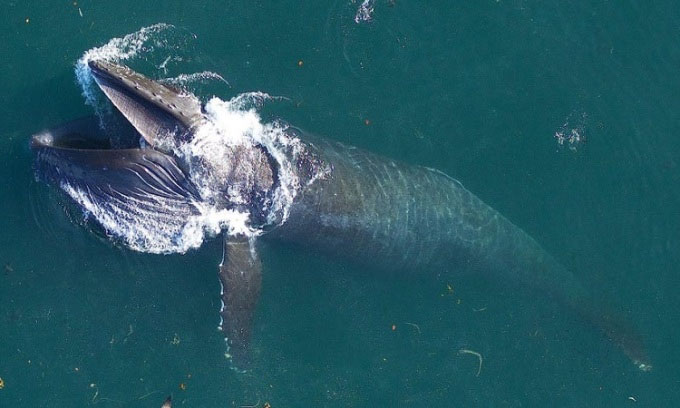 Cá voi lưng gù bơi 6.000km để tìm bạn tình