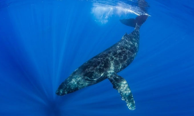 Cá voi lưng gù lập kỷ lục di cư dài nhất thế giới