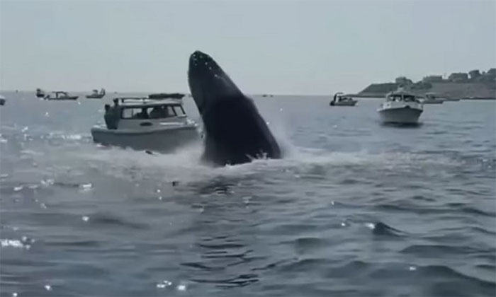 Cá voi lưng gù phi thân khỏi mặt nước, rơi trúng thuyền dân