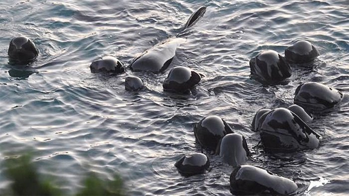Cá voi mẹ vỗ về đàn con trước khi bị thảm sát