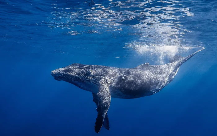 Cá voi rên xiết vì thanh âm ô nhiễm của biển khơi