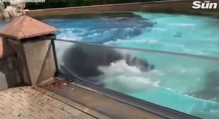 Cá voi sát thủ đập đầu vào bể sau 10 năm cô độc