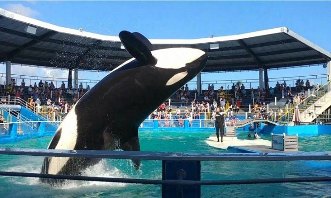Cá voi sát thủ được trả tự do sau 50 năm giam cầm