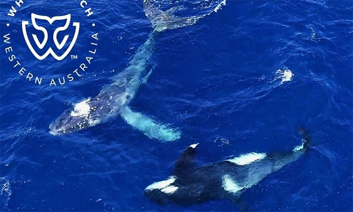 Cá voi sát thủ giải cứu cá voi lưng gù mắc lưới