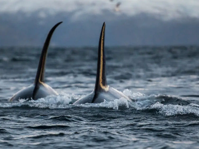 Cá voi sát thủ liên tục tấn công thuyền buồm trên biển