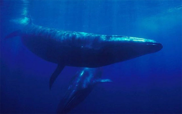 Cá voi Sei khổng lồ tái xuất sau 100 năm vắng bóng