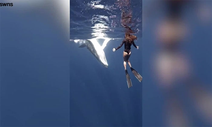Cá voi suýt húc trúng thợ lặn trong lúc chơi đùa