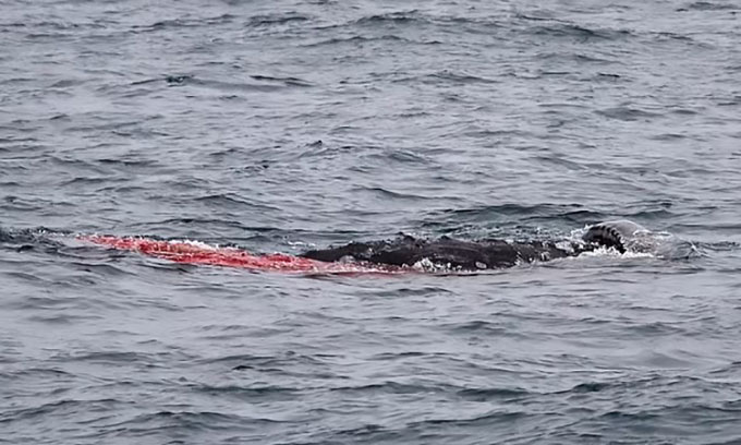Cá voi xám sinh con trước mắt du khách