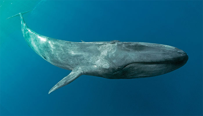 Cá voi xanh nhảy múa theo tiếng gió thổi để tìm kiếm con mồi