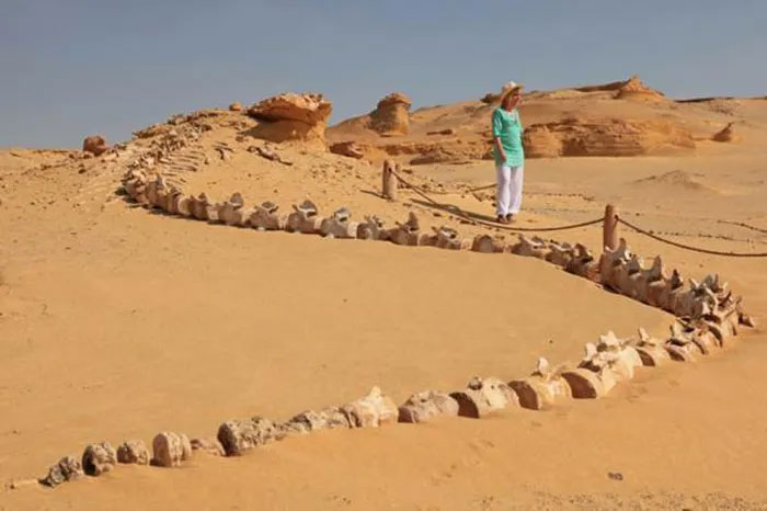 Các hóa thạch cổ nhất của Tổ tiên rắn hổ mang Ai Cập được tìm thấy trong vùng trũng của Fayoum