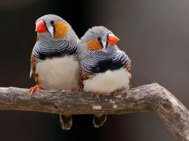 Các loài chim có ngôn ngữ riêng hay không?