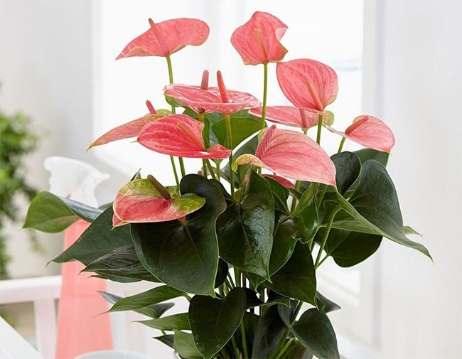Các loại hoa giúp thanh lọc không khí trong nhà