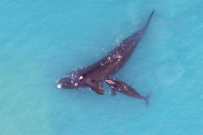Các nhà khoa học bất ngờ phát hiện cá voi nhận con nuôi khác loài