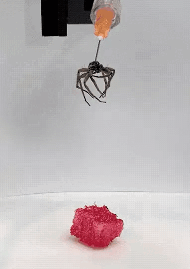Các nhà khoa học biến xác nhện thành robot thây ma