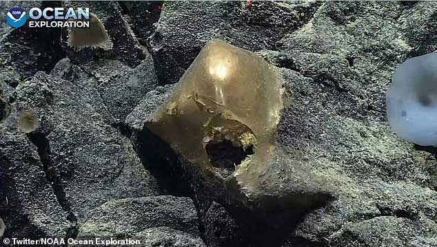 Các nhà khoa học bối rối với quả trứng vàng bí ẩn tìm thấy ở đáy biển sâu, không rõ đây là vật thể gì