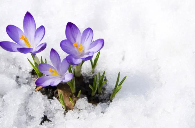 Các nhà khoa học cảnh báo mùa xuân có thể tới sớm hơn 10 ngày trước năm 2100