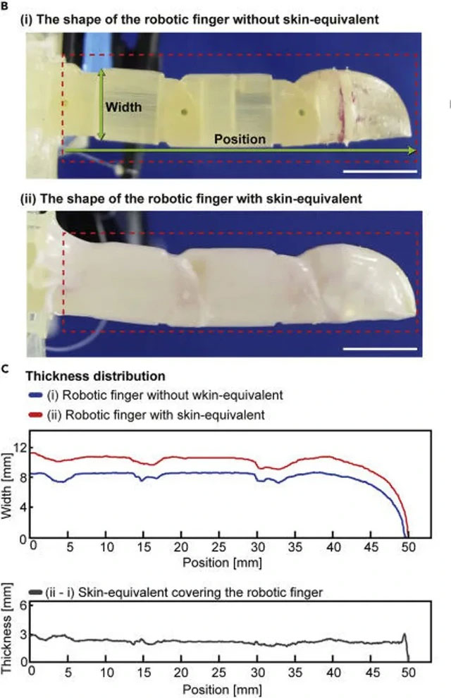 Các nhà khoa học chế tạo thành công da sống cho robot từ tế bào người