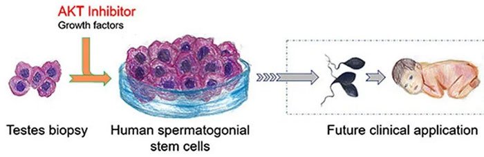 Các nhà khoa học đã có thể nuôi cấy thành công tinh trùng người từ tế bào gốc tinh trùng