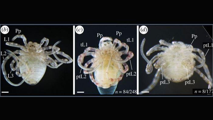 Các nhà khoa học đã làm thể nào để biến nhện chân dài thành chân ngắn?