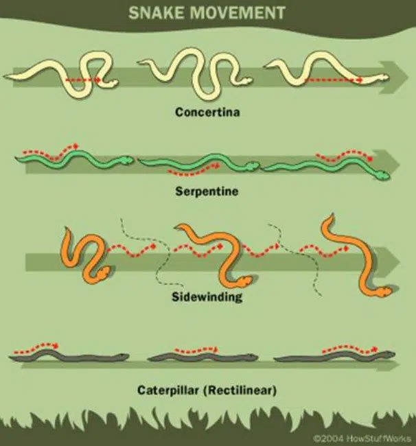 Các nhà khoa học đã phát hiện ra một cách di chuyển mới cực kỳ độc lạ của loài rắn