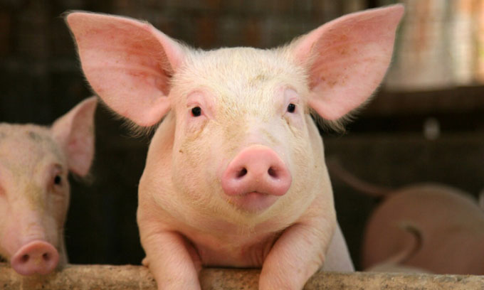 Các nhà khoa học Đan Mạch ra mắt từ điển phiên dịch tiếng lợn